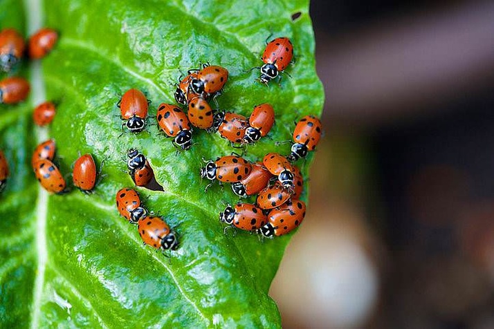 Help, I have ladybugs in my house!