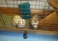 Hurricane Sandy Emergency Pet Shelter Ferrets
