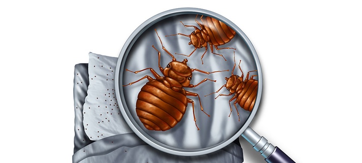 Did You Know These Things About Bed Bugs?