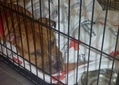 Hurricane Sandy Emergency Pet Shelter Pup