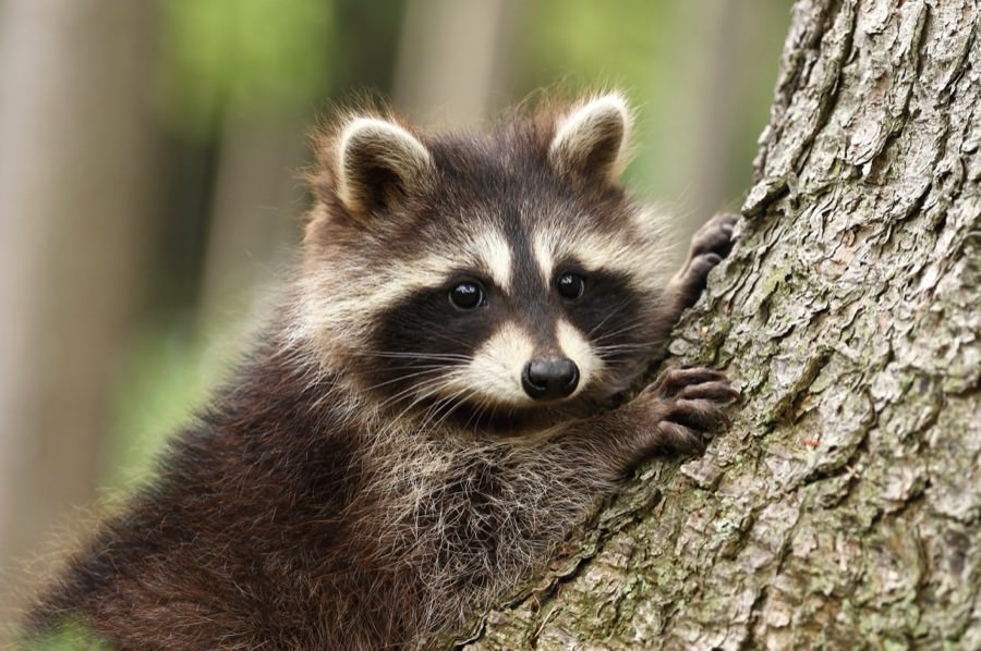 Raccoon Control and Raccoon Removal in New Jersey