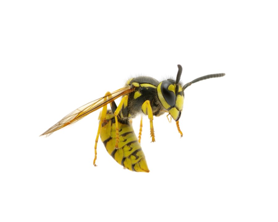 Pest Control Yellow Jackets Near Me Pest Control
