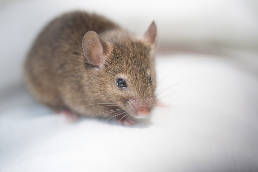 Mice Control and Mice Removal in New Jersey
