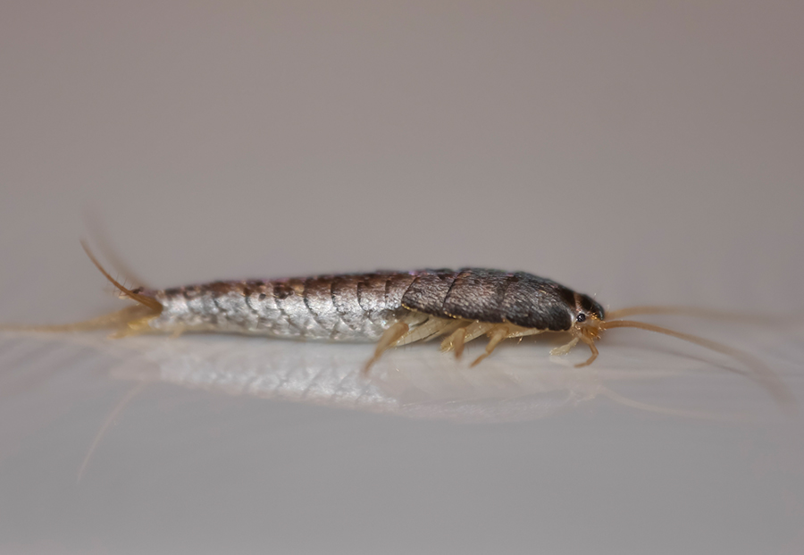 Silverfish Control and Silverfish Removal in New Jersey